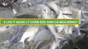 Cách chăm sóc đàn cá hiệu quả trong mùa nắng nóng